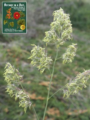 Dactylis glomerata. Orchard Grass.